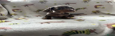 Miniature Dachshund Puppy 2