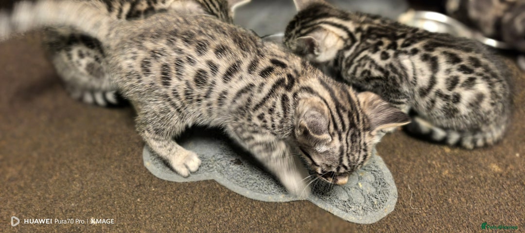 Bengal cats for sale: Sweet Bengal Kittens For Sale  - Image 15