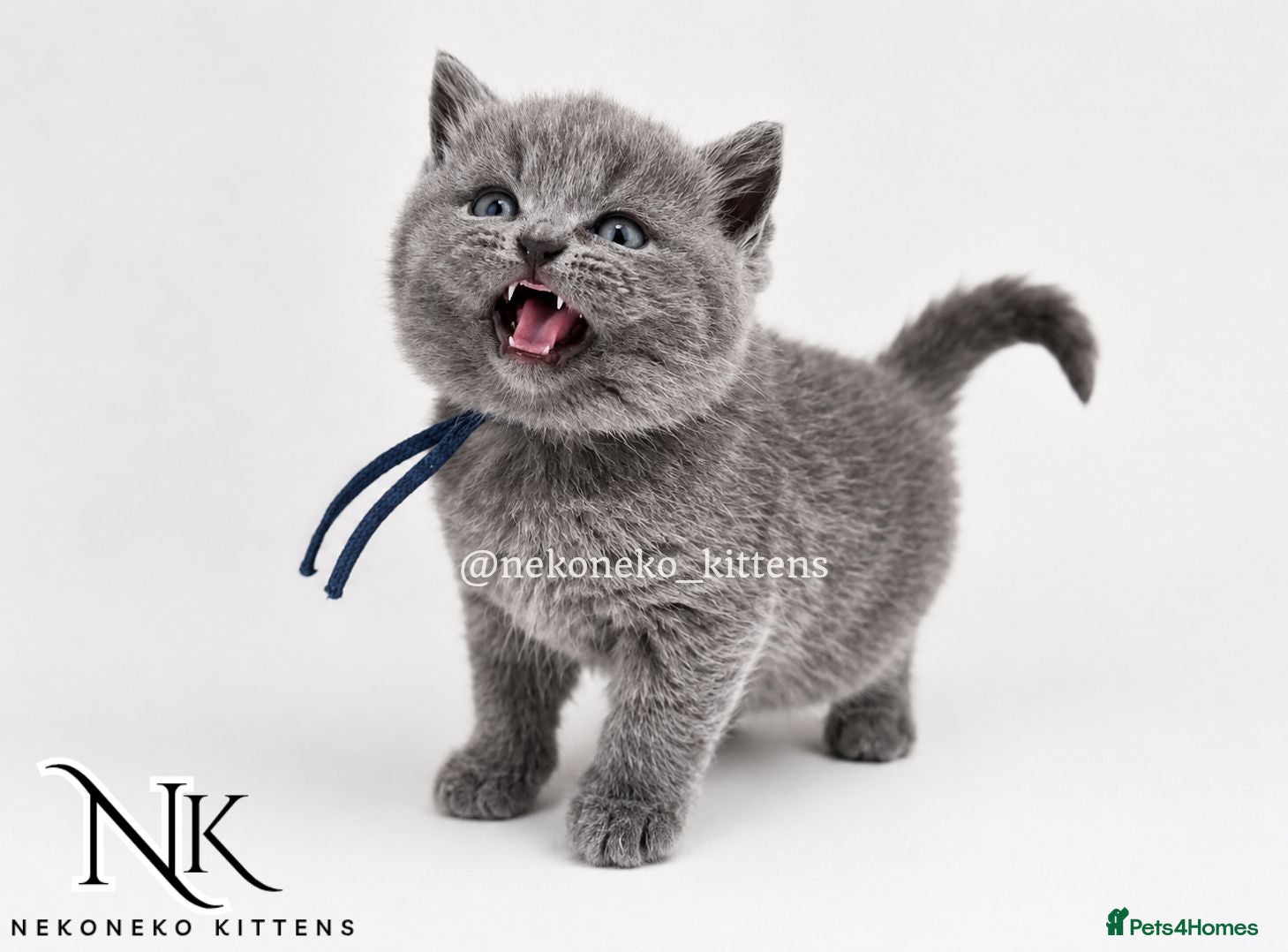 British Shorthair cats ADORABLE GCCF REG Teddy Bears 🧸  - Advert 2