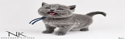 British Shorthair cats for sale: 10 Week old GCCF REG BSH KITTENS  - Advert 1