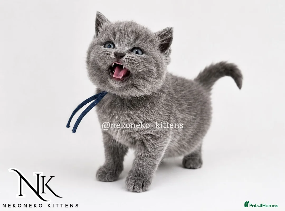 British Shorthair cats for sale: 10 Week old GCCF REG BSH KITTENS  - Advert 1