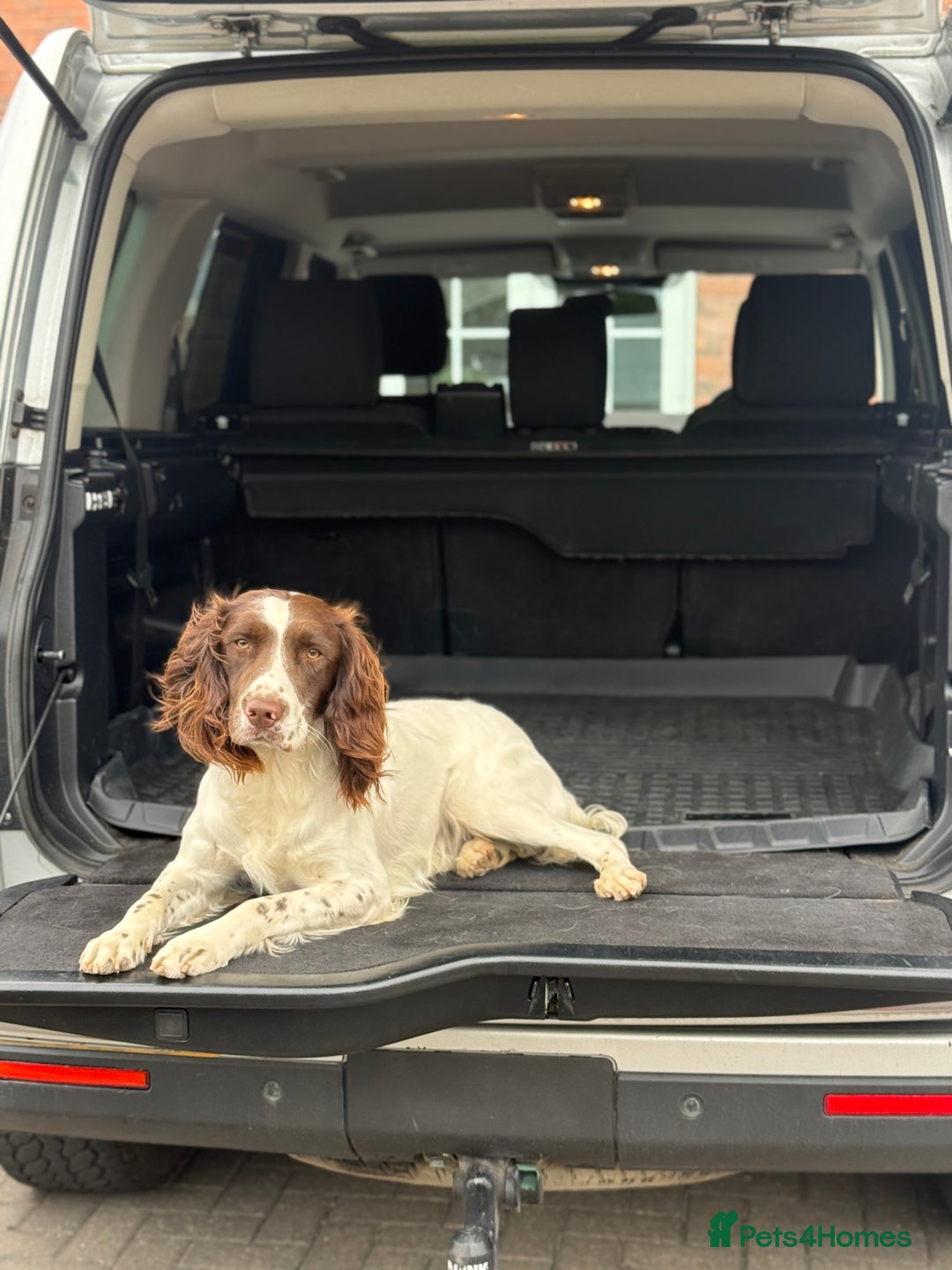 English Springer Spaniel dogs for sale: 1 year old KC registered English springer - Image 1