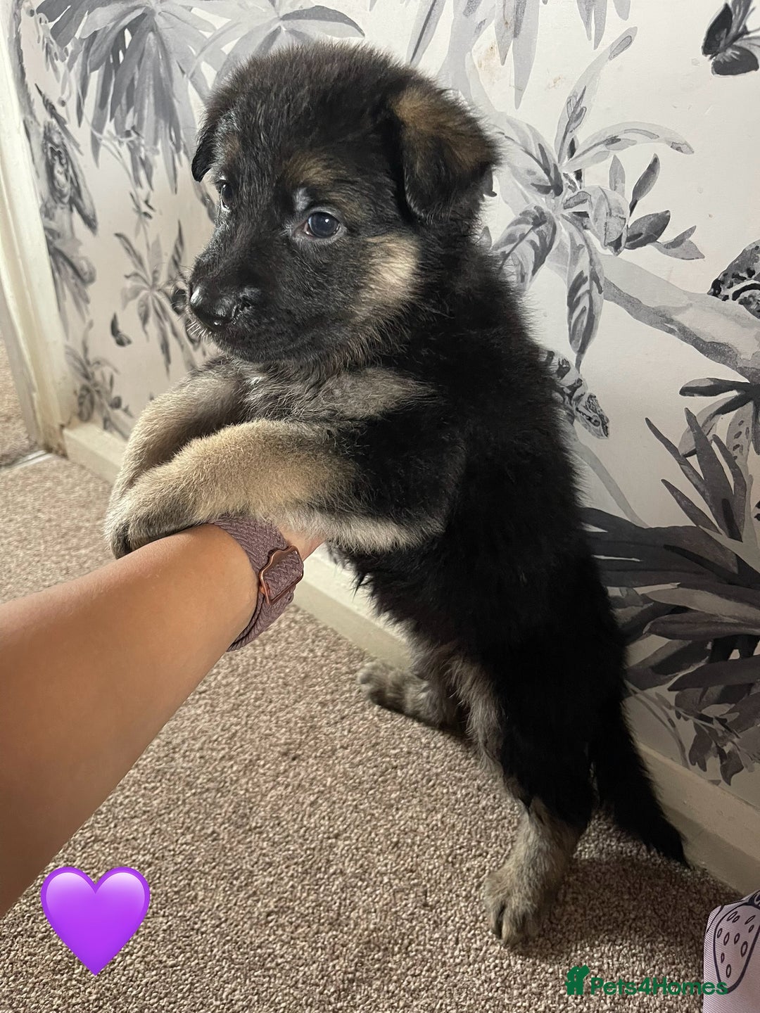 German Shepherd dogs for sale: German shepherd puppies  - Image 20
