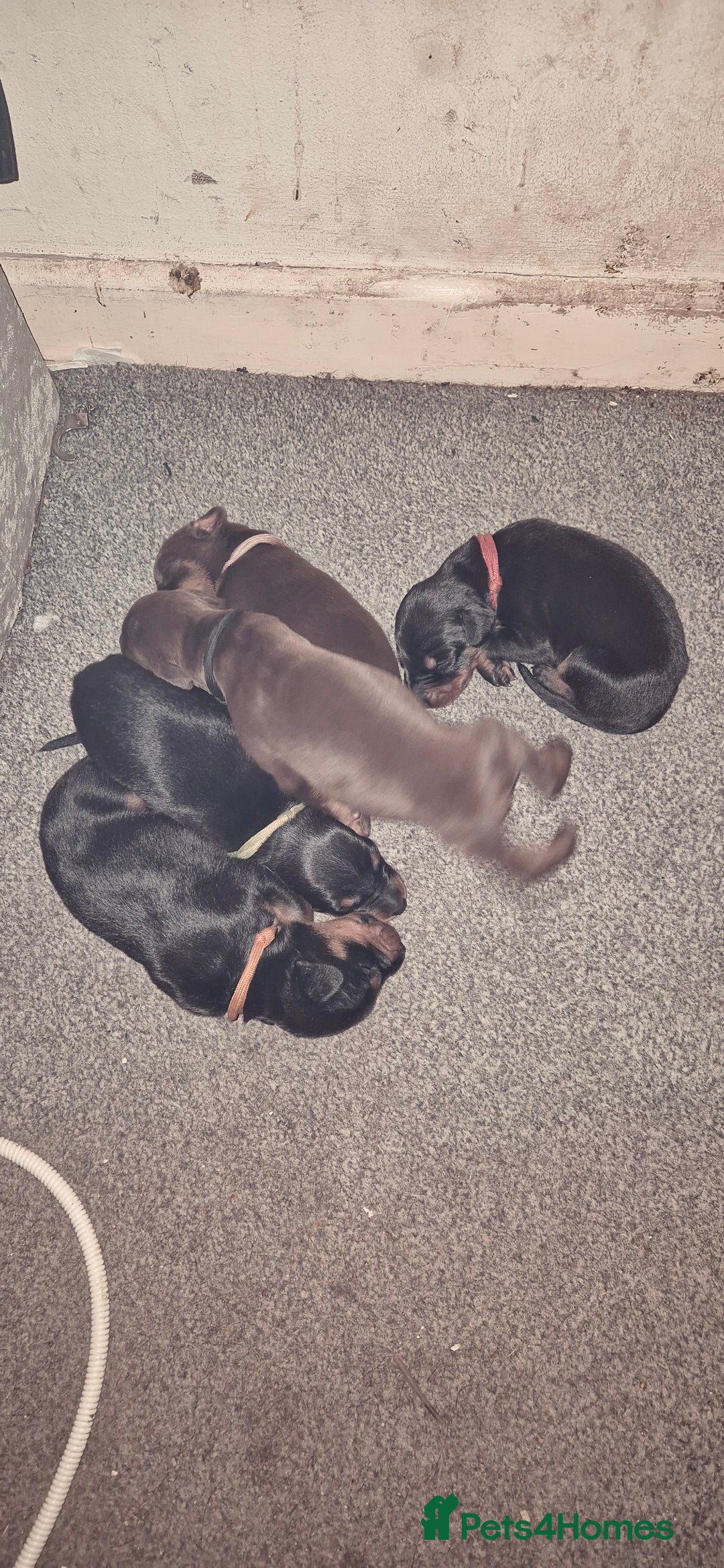 Dobermann dogs for sale: Dobermanns for Sale - Advert 19
