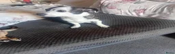Mixed Breed dogs for sale: Chihuahua x staffy for sale in Stockton-on-Tees - Advert 3