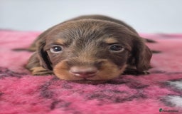 Miniature Dachshund dogs for sale: KC Registered Miniature Dachshund  - Image 7