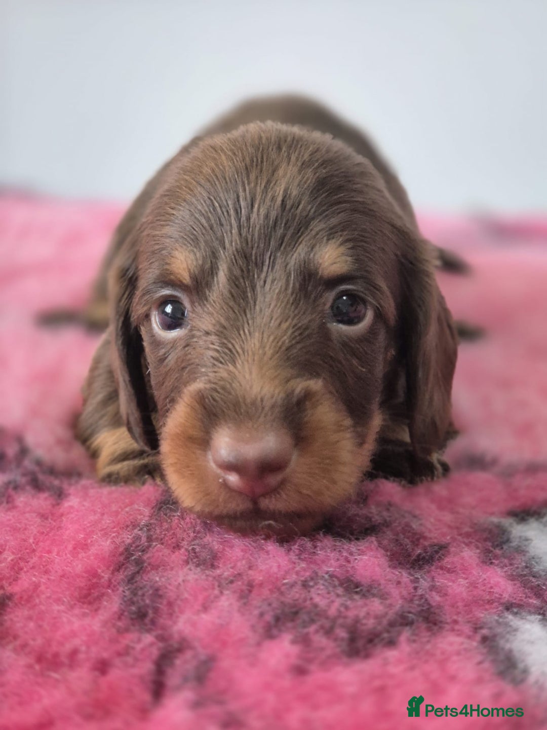 Miniature Dachshund dogs for sale: KC Registered Miniature Dachshund  - Image 7