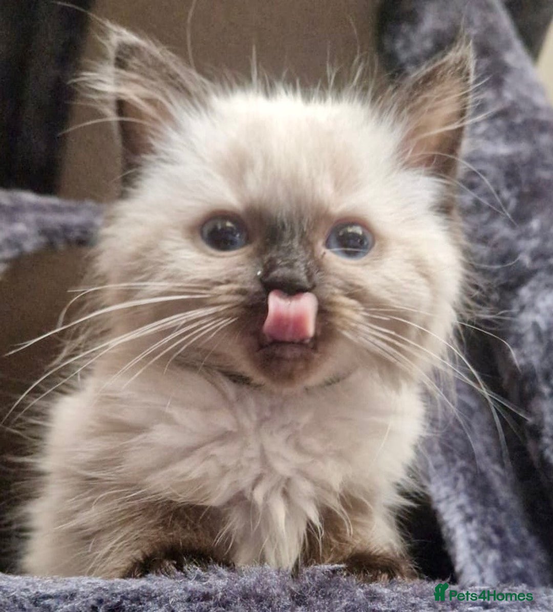 Ragdoll cats for sale:  FIFe Registered Ragdoll Kittens Champion Line - Image 14