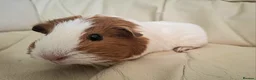 Guinea Pig rodents for sale: 3 x female guinea pigs and 2 tier hutch in Southampton - Advert 5