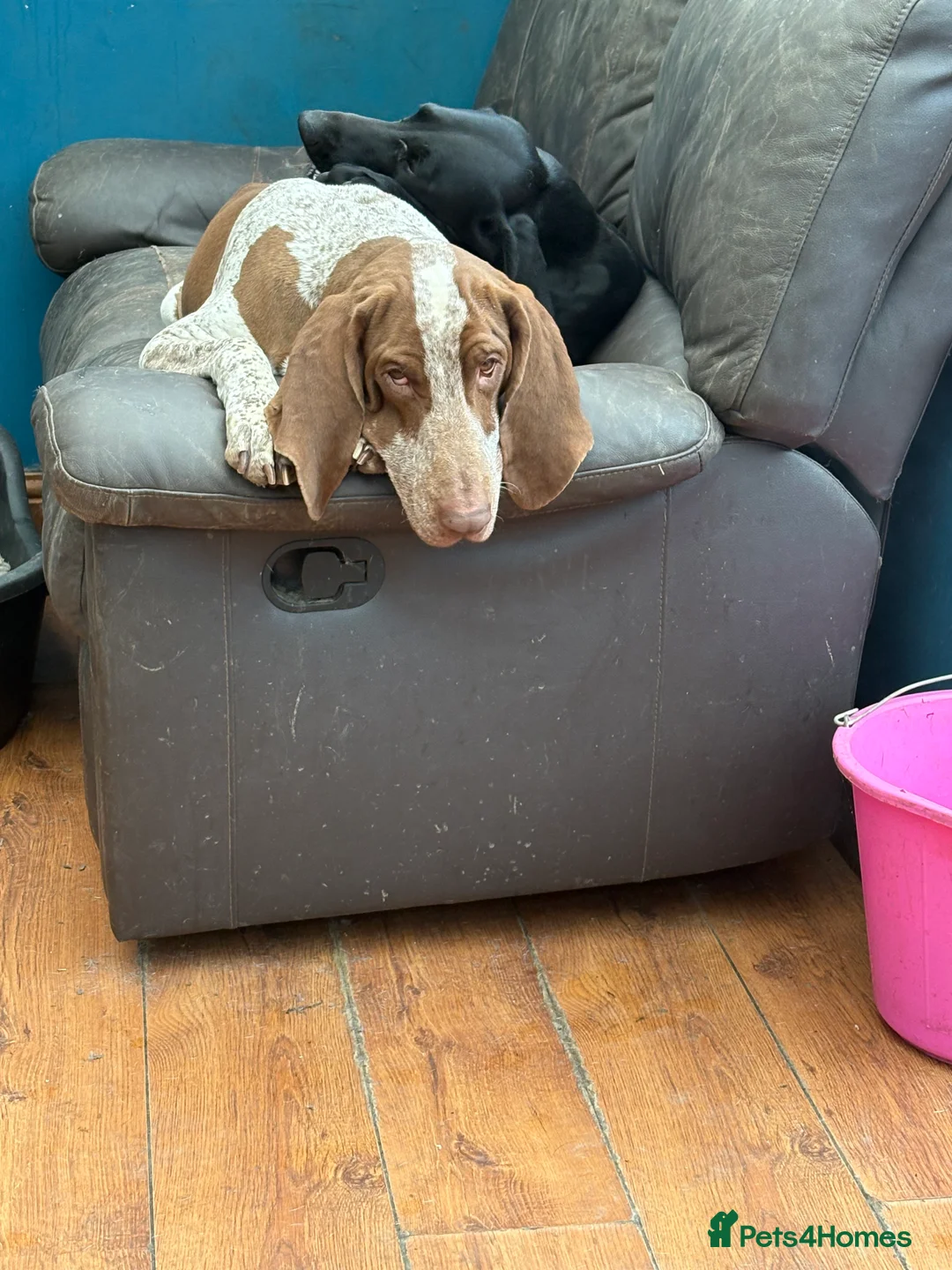 Bracco Italiano dogs for stud: Stunning Hun Ch Bracco Italiano at Stud - Advert 7