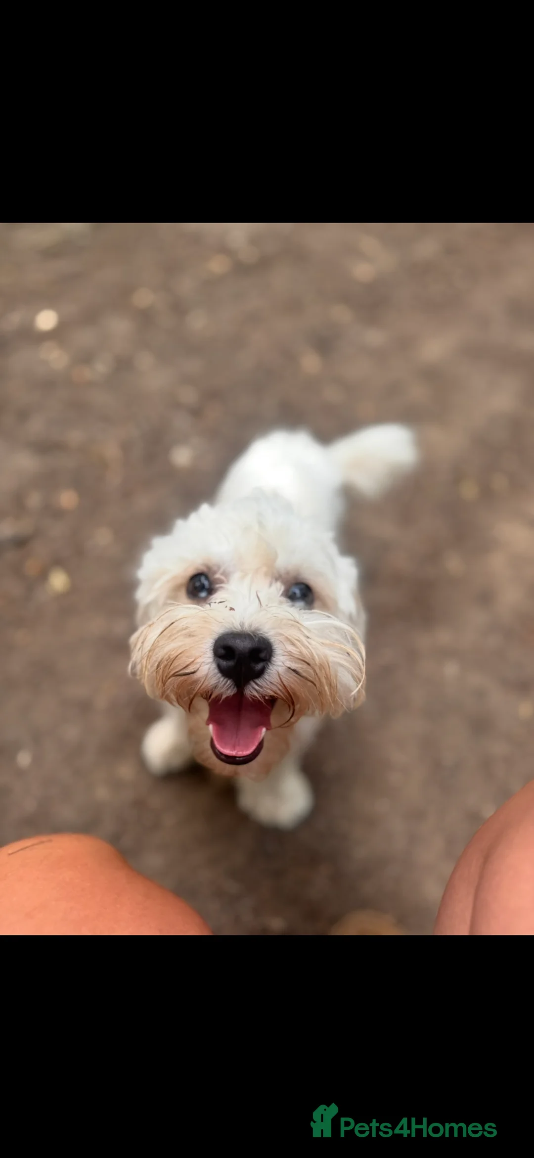 Mixed Breed dogs for sale: Miniature puppies due 23 March - Advert 2