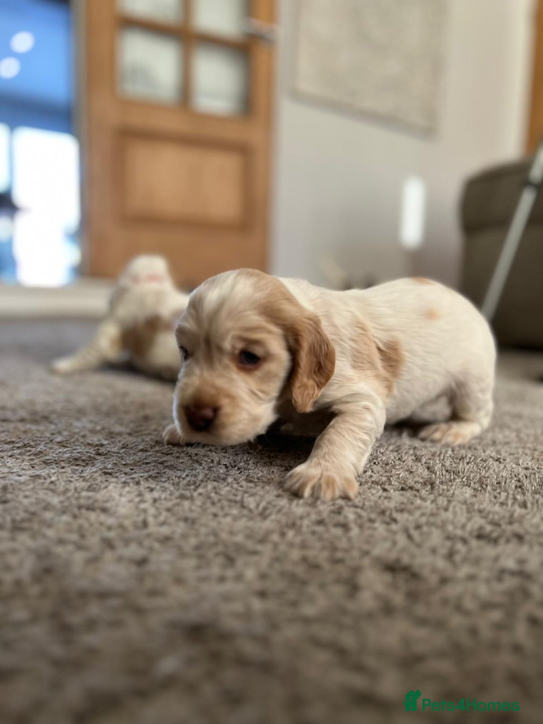 Cocker Spaniel dogs for sale: Cocker Spaniel Puppies - Advert 21