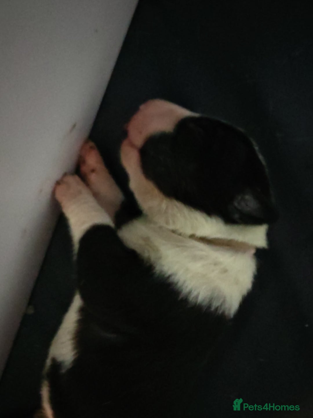 Bull Terrier dogs for sale: Stunning bull terrier pups - Image 2