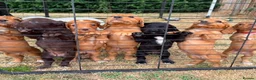 Cocker Spaniel dogs for sale: KC registered working cocker spaniel puppies - Advert 1