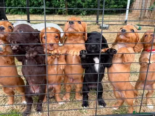 Cocker Spaniel dogs KC registered working cocker spaniel puppies - Advert 2