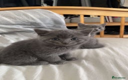 British Shorthair cats for sale: Beautiful British Shorthair Kittens Availble - Image 4