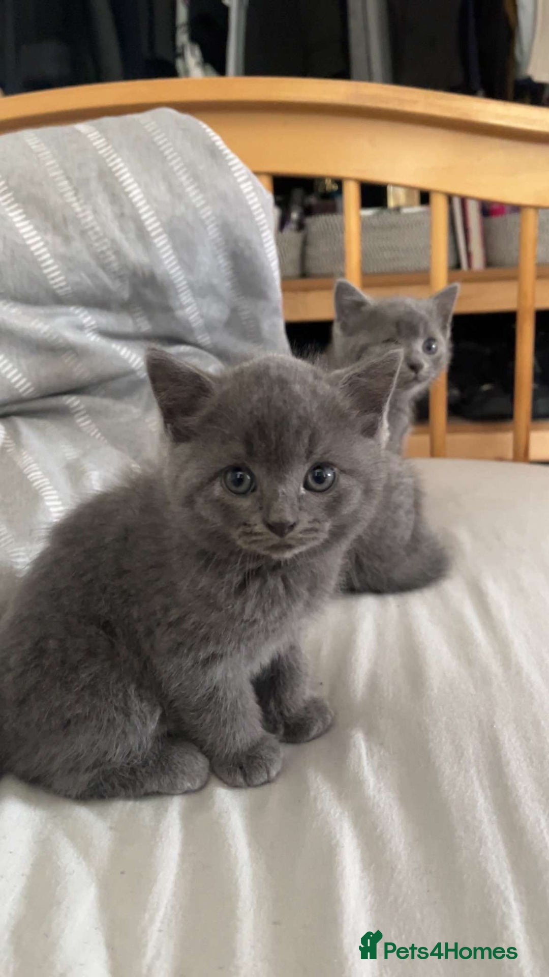 British Shorthair cats for sale: Beautiful British Shorthair Kittens Availble - Image 4