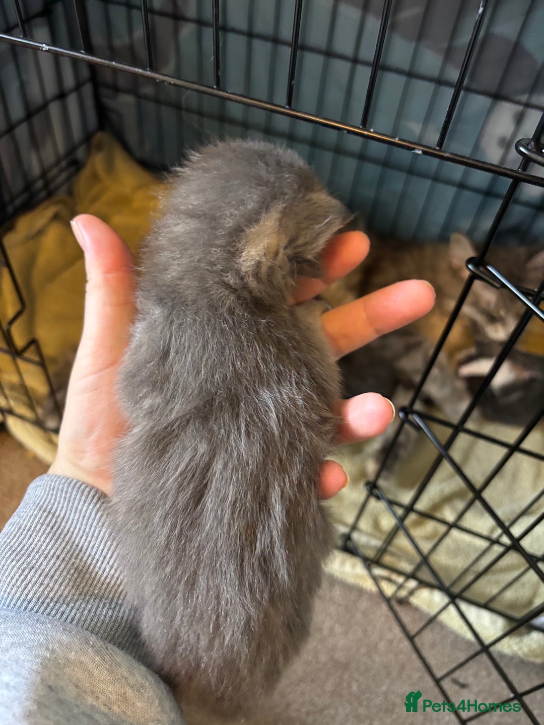 Maine Coon cats for sale: 5 Maine coon babies  - Advert 18