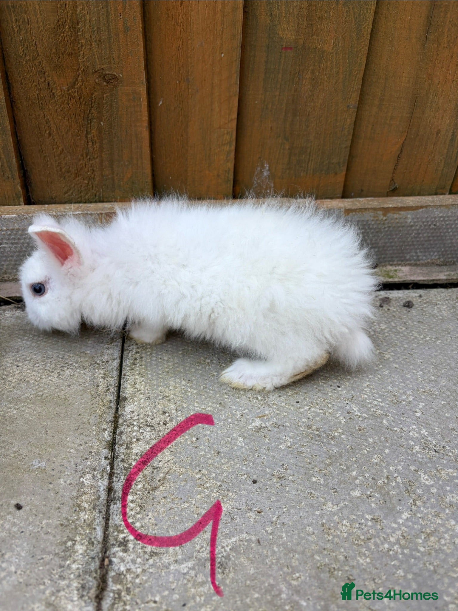 English Lop rabbits Lop ear bunny  - Advert 5