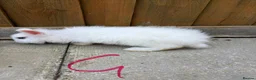 English Lop rabbits for sale: Lop ear bunny  - Advert 1