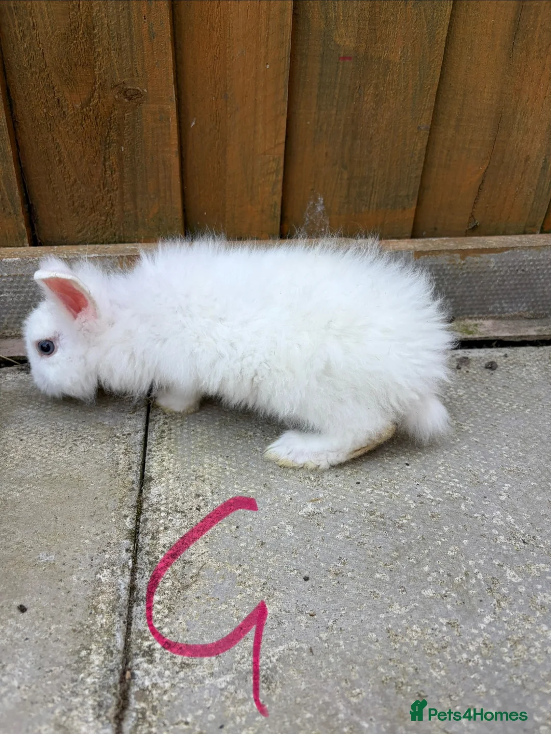 English Lop rabbits for sale: Lop ear bunny  - Advert 1