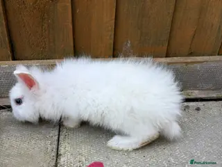 English Lop rabbits Lop ear bunny - Advert 1