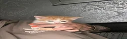 Mixed Breed cats for sale: Beautiful ginger and white kittens  in Ashford - Advert 3