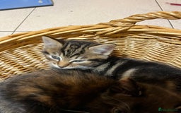 British Shorthair cats for sale: Gorgeous friendly kittens - Image 18