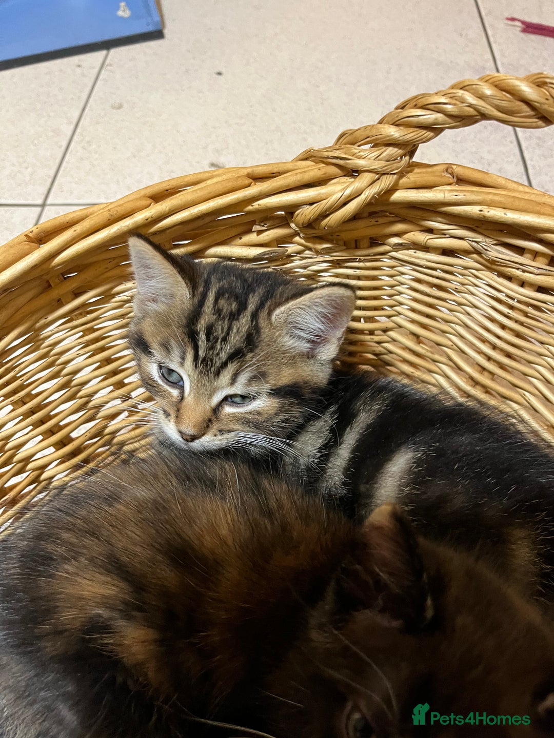 British Shorthair cats for sale: Gorgeous friendly kittens - Image 18
