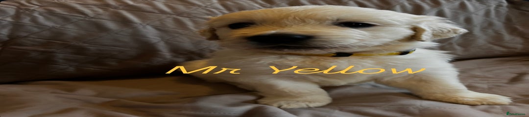 Golden Retriever Puppy 5