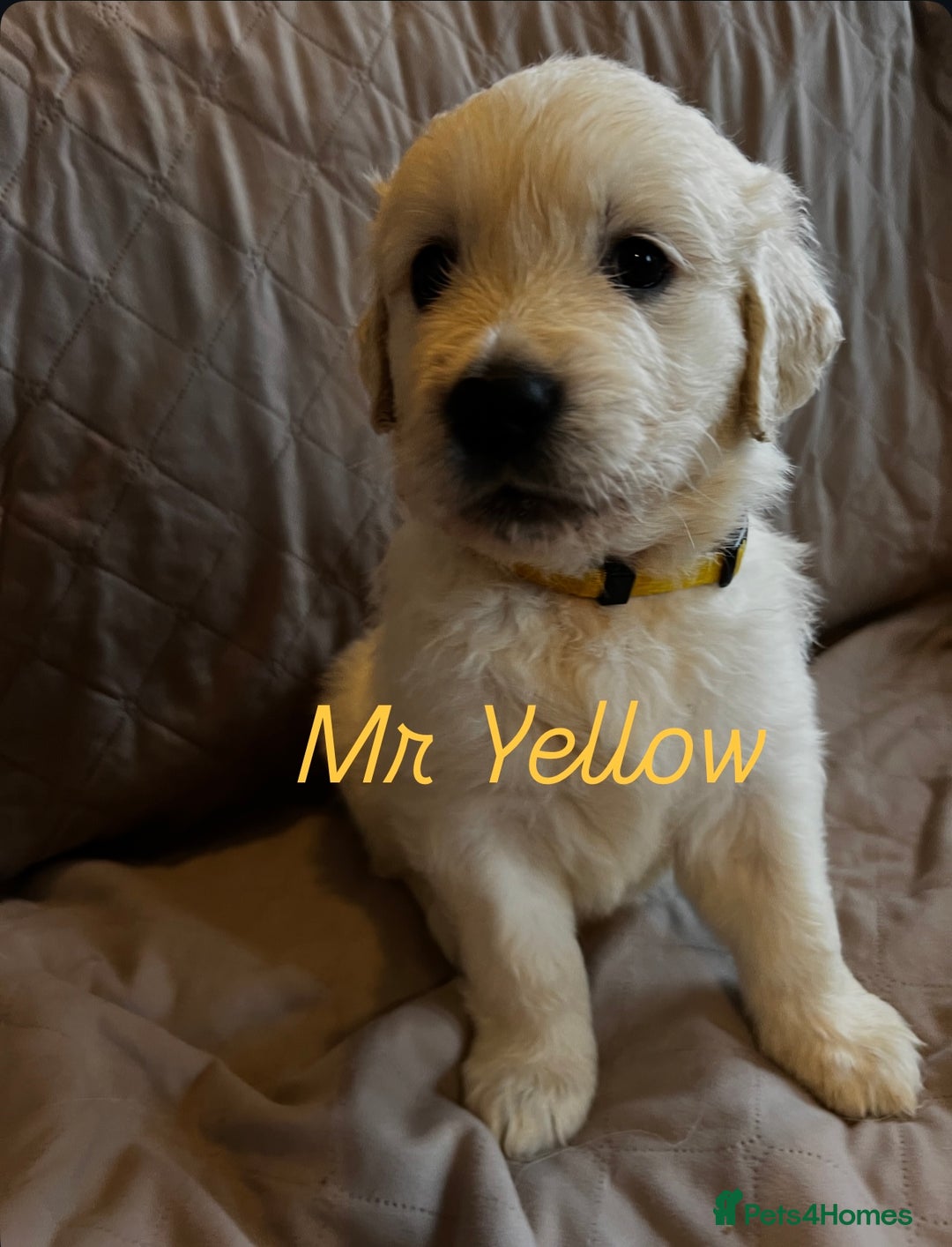 Golden Retriever dogs for sale: Adorable pedigree Golden Retriever puppies  - Image 13