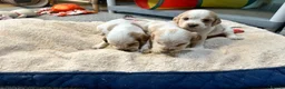 Cocker Spaniel dogs for sale: Beautiful orange roan show type cocker spaniels - Advert 25