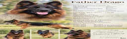 German Shepherd dogs for sale: Outstanding pedigree German Shepherd Girls  - Advert 4