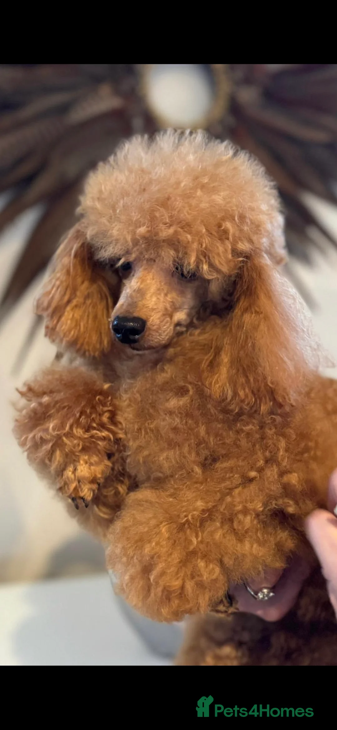 Toy Poodle dogs for stud: KC (FULLY HEALTH TESTED)RED TOY POODLE STUD in Galston - Advert 7