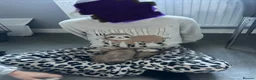 Ferret rodents for sale: 2 x Ferrets & setup - Advert 2
