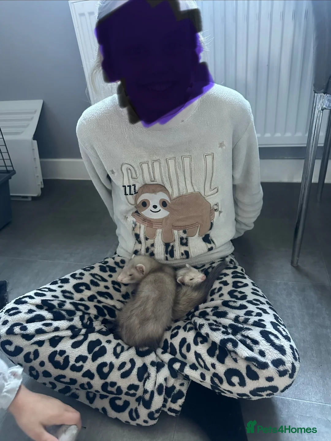 Ferret rodents for sale: 2 x Ferrets & setup - Advert 2
