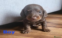 Mixed Breed dogs for sale: 5 Beautiful pups for sale - Image 6