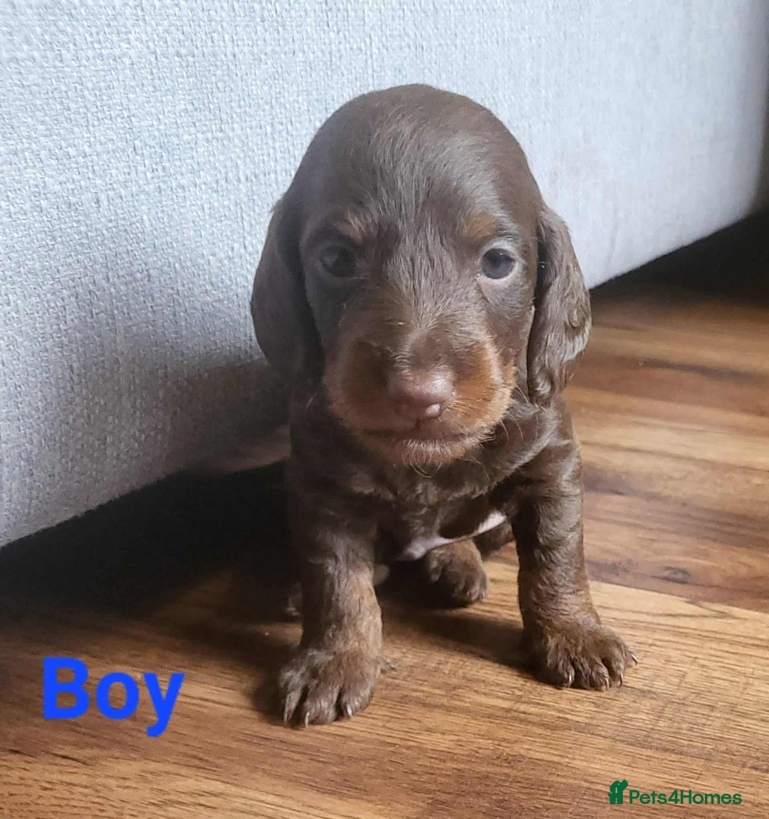 Mixed Breed dogs for sale: 5 Beautiful pups for sale - Image 6