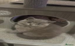 British Shorthair cats for sale: Full pedigree GCCF BSH kittens  - Image 5