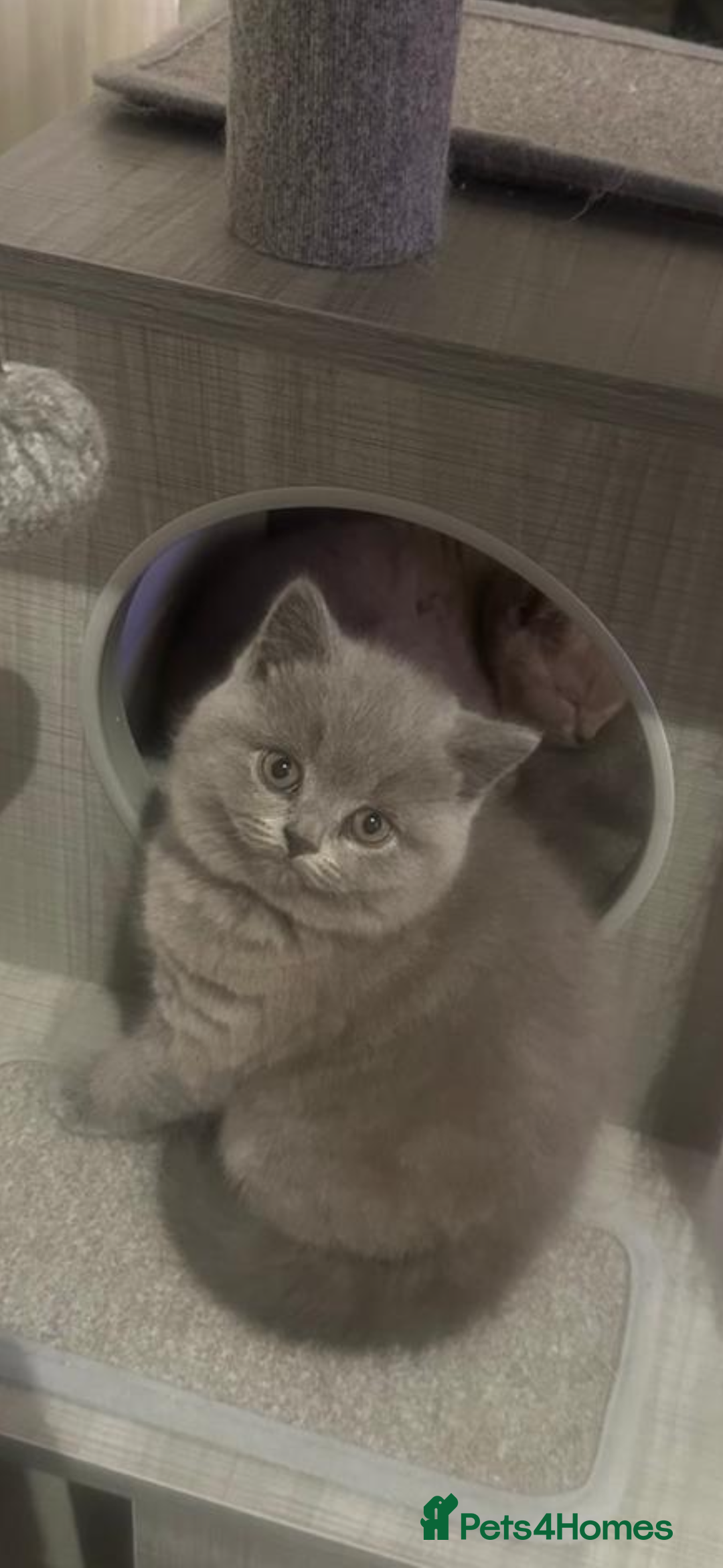 British Shorthair cats for sale: Full pedigree GCCF BSH kittens  - Image 5
