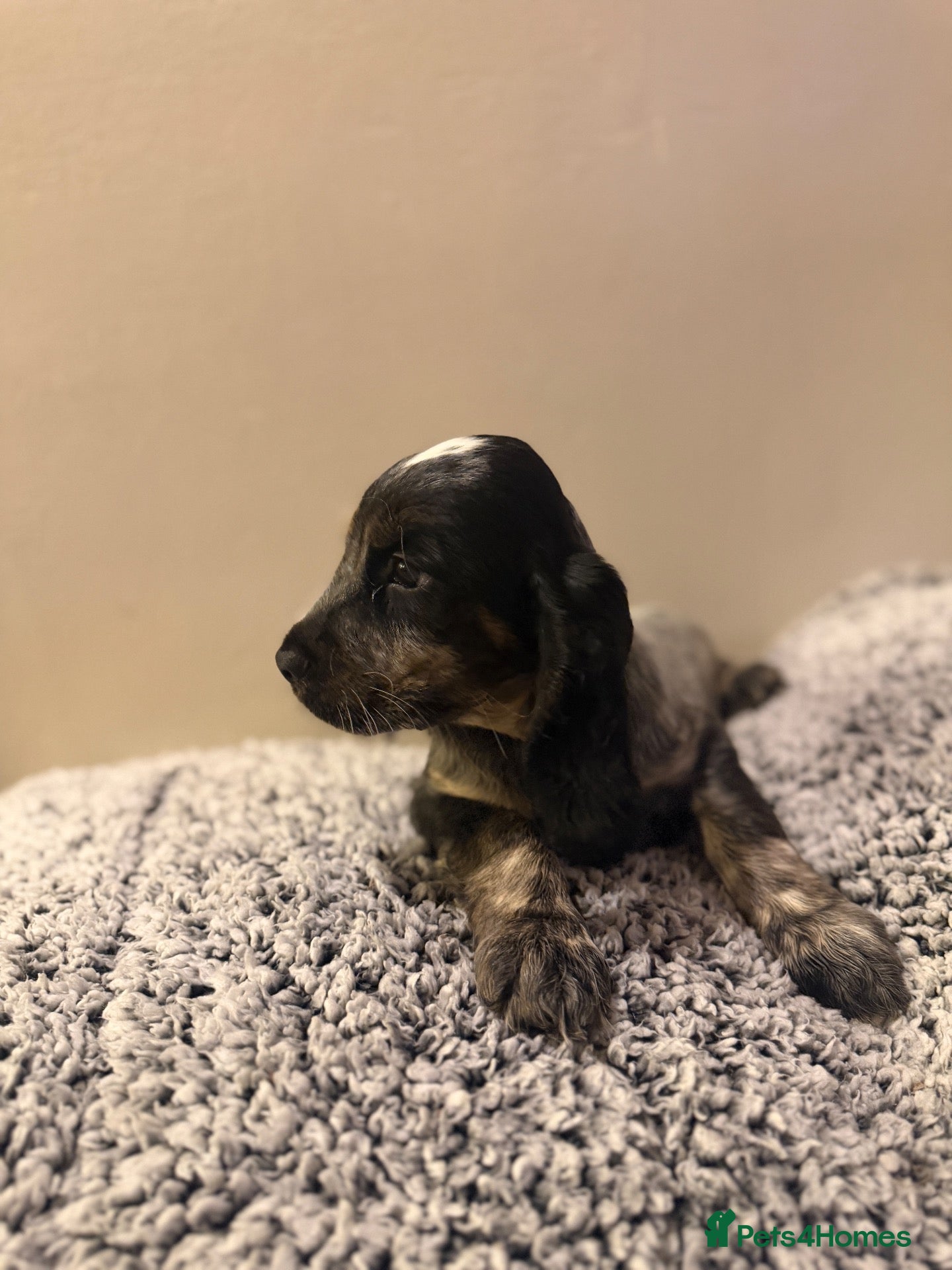 Cocker Spaniel dogs Fully vaccinated KC Show type READY NOW - Advert 8