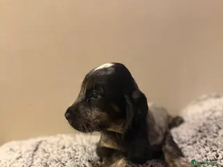 Cocker Spaniel dogs Fully vaccinated KC Show type READY NOW - Advert 8