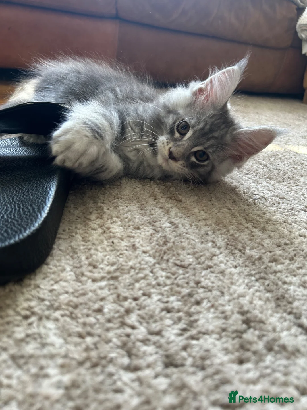 Maine Coon cats for sale: Last tica boy available! Blue tabby!  - Advert 1