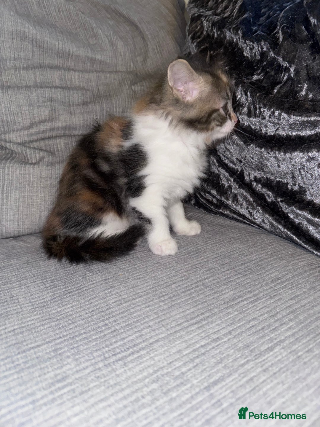 Ragdoll cats for sale: Stunning ragdoll x kittens  - Advert 7