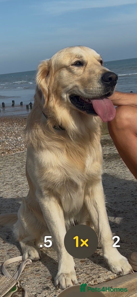 Golden Retriever dogs De niro golden boy  - Advert 2