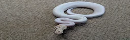 Python Snake reptiles for sale: 2026 Royal Python Hatchlings in Telford - Advert 9