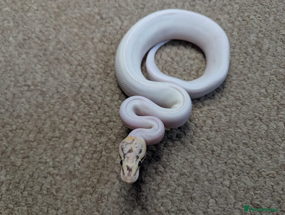 Python Snake reptiles for sale: 2026 Royal Python Hatchlings in Telford - Advert 9