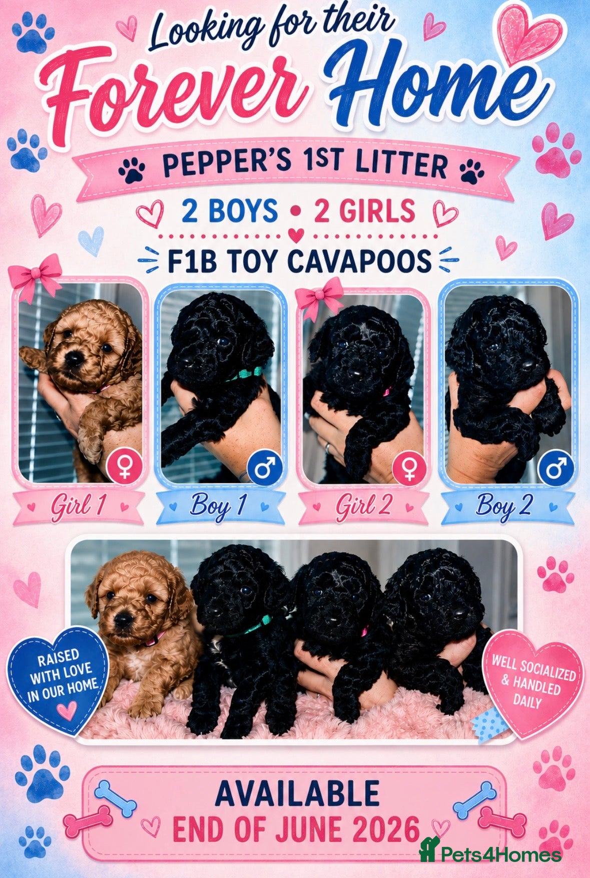 Cavapoo dogs F1b Toy Cavapoo pups - Advert 3