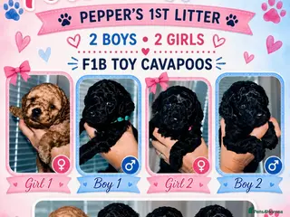 Cavapoo dogs F1b Toy Cavapoo pups - Advert 1