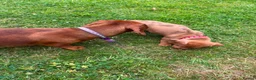 Miniature Dachshund dogs for sale: Beautiful Miniature Dachshunds 🐾 in Wednesbury - Advert 9